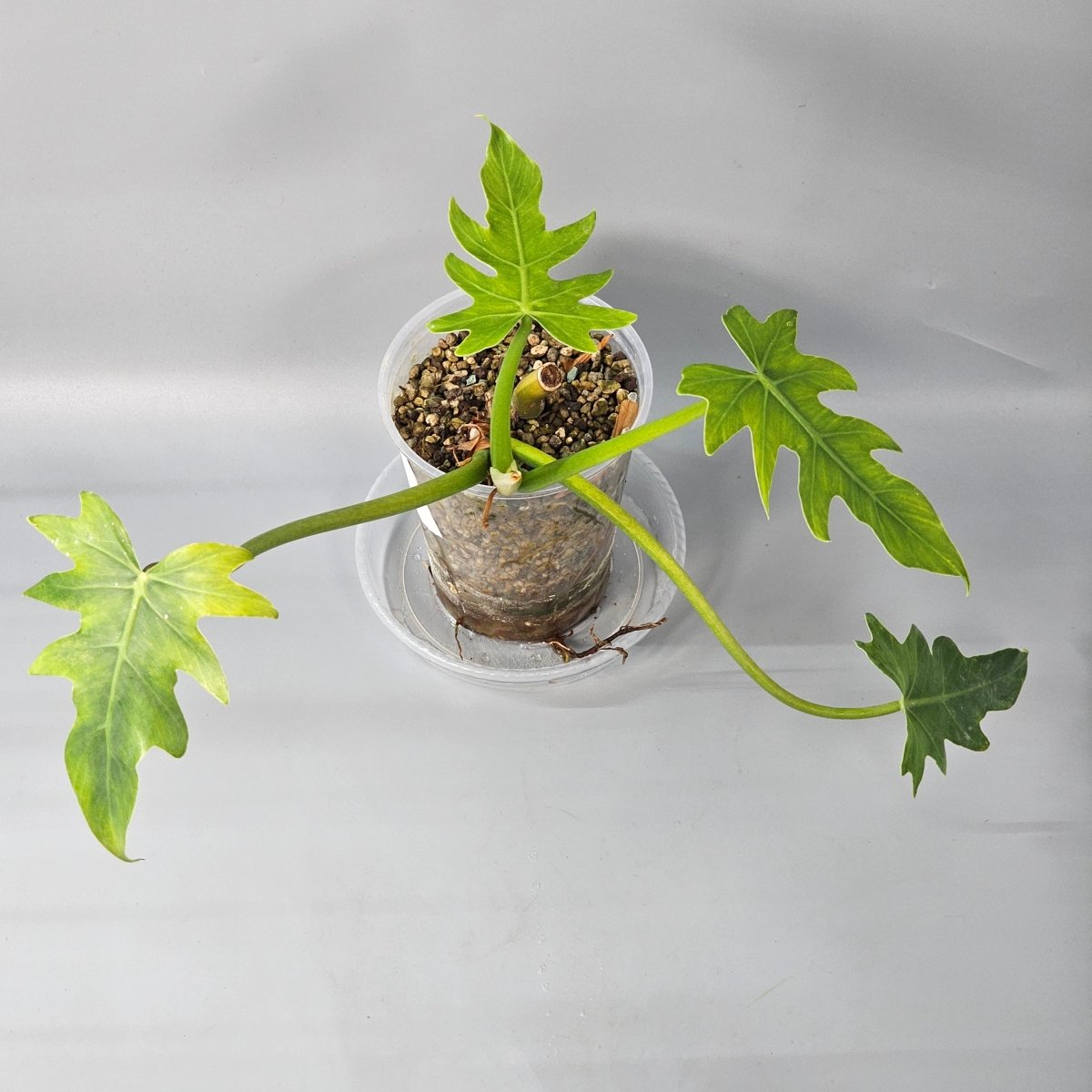 Rare Houseplants - Philodendron Radiatum 1 11cm - Odd Leaf