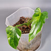 Rare Houseplants - Philodendron Radiatum Variegated | Rare Houseplants - Odd Leaf