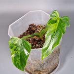 Rare Houseplants - Philodendron Radiatum Variegated | Rare Houseplants - Odd Leaf