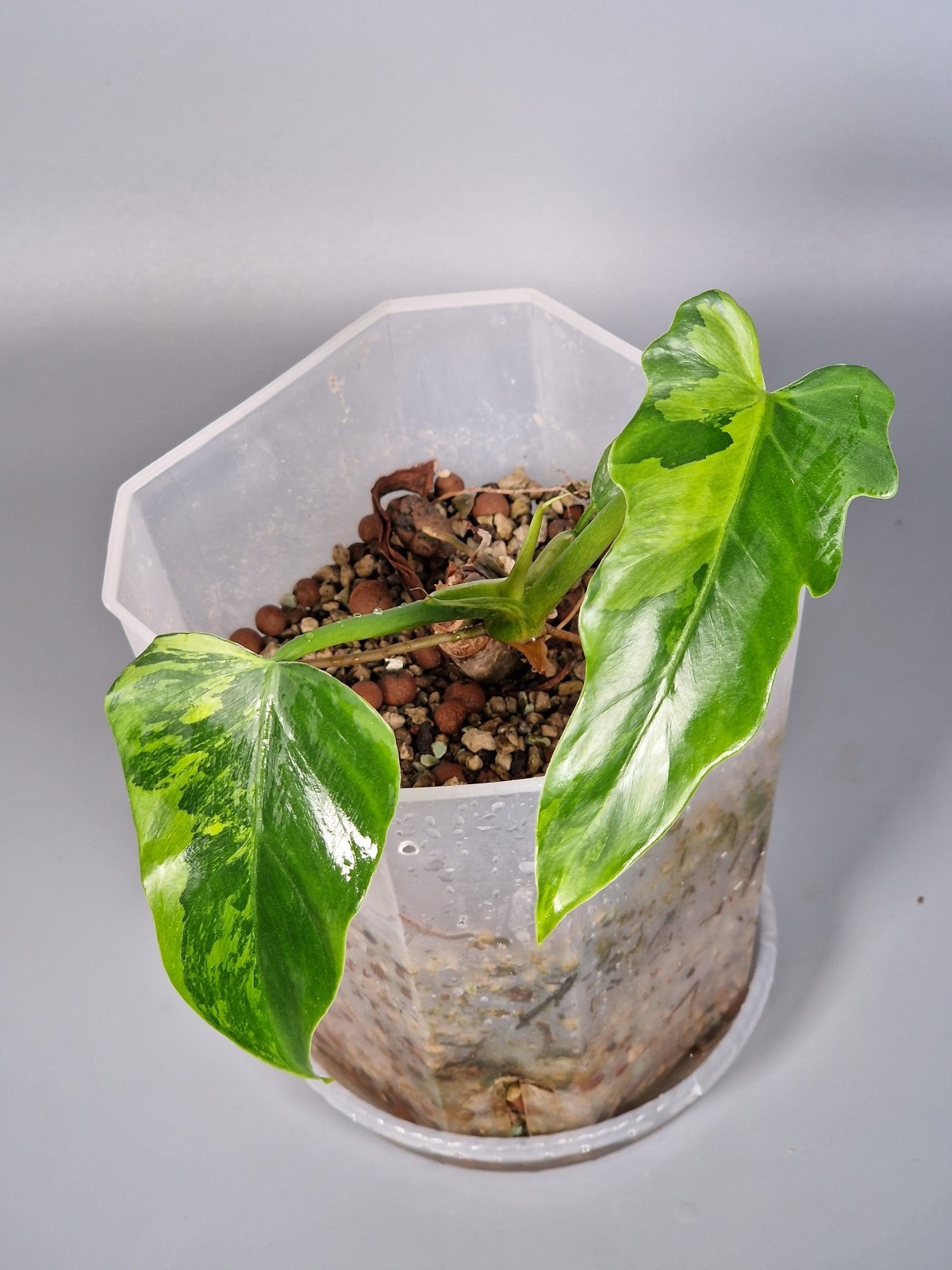 Rare Houseplants - Philodendron Radiatum Variegated | Rare Houseplants - Odd Leaf