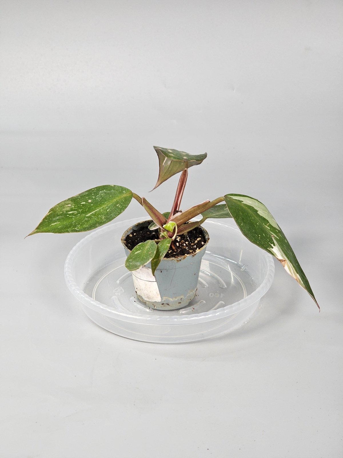Rare Houseplants - Philodendron red anderson - A - Odd Leaf