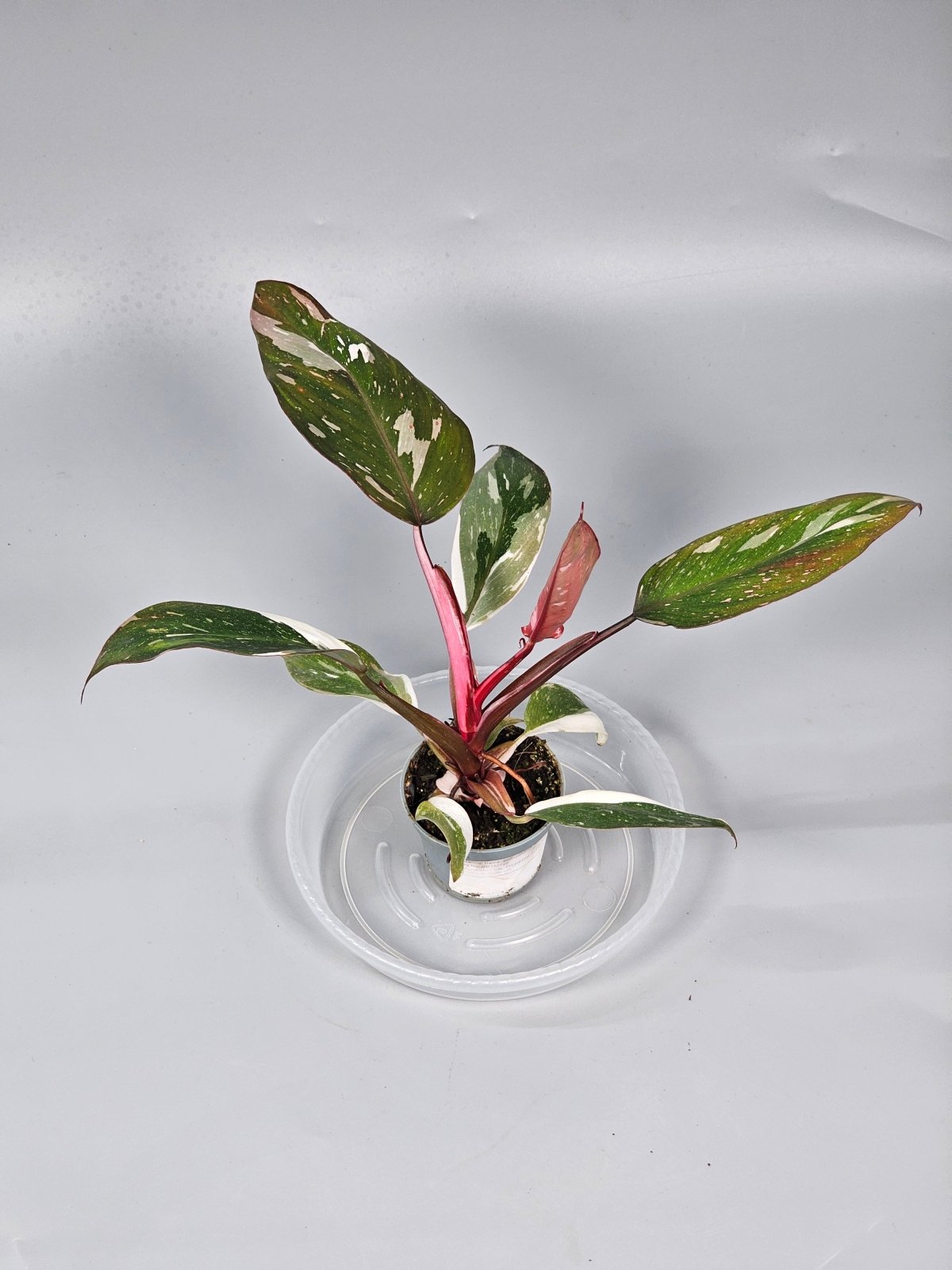 Rare Houseplants - Philodendron 'red Anderson' - D | Rare Houseplants - Odd Leaf