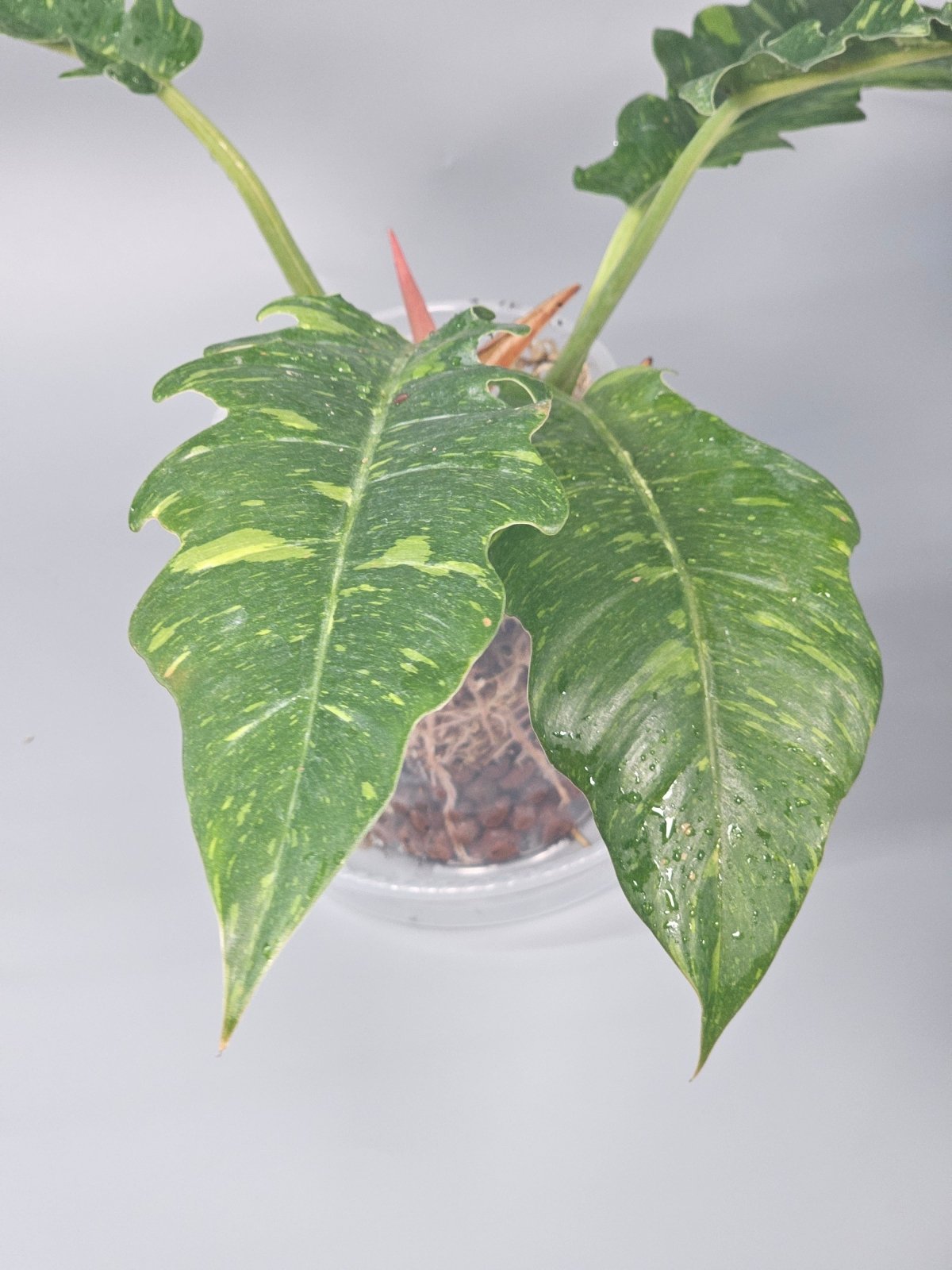 Rare Houseplants - Philodendron Ring Of Fire - A | Rare Houseplants - Odd Leaf