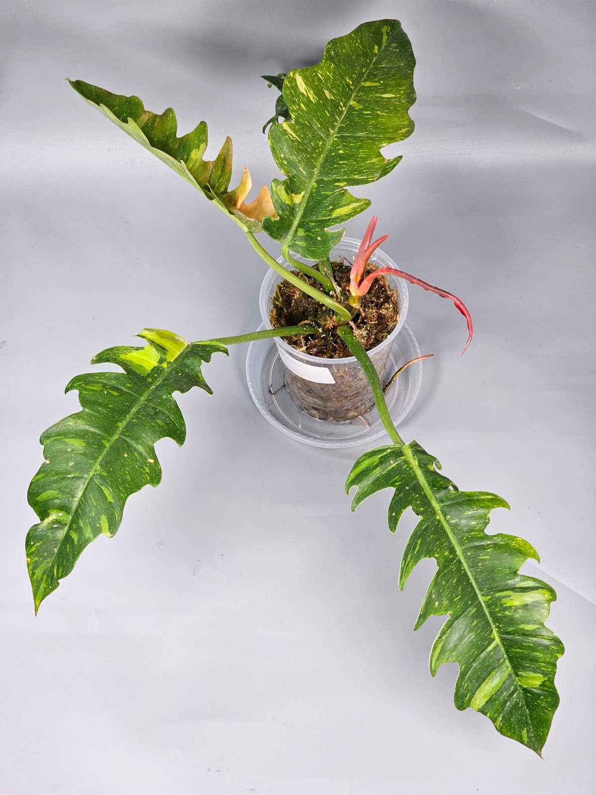 Rare Houseplants - Philodendron Ring Of Fire - B | Rare Houseplants - Odd Leaf