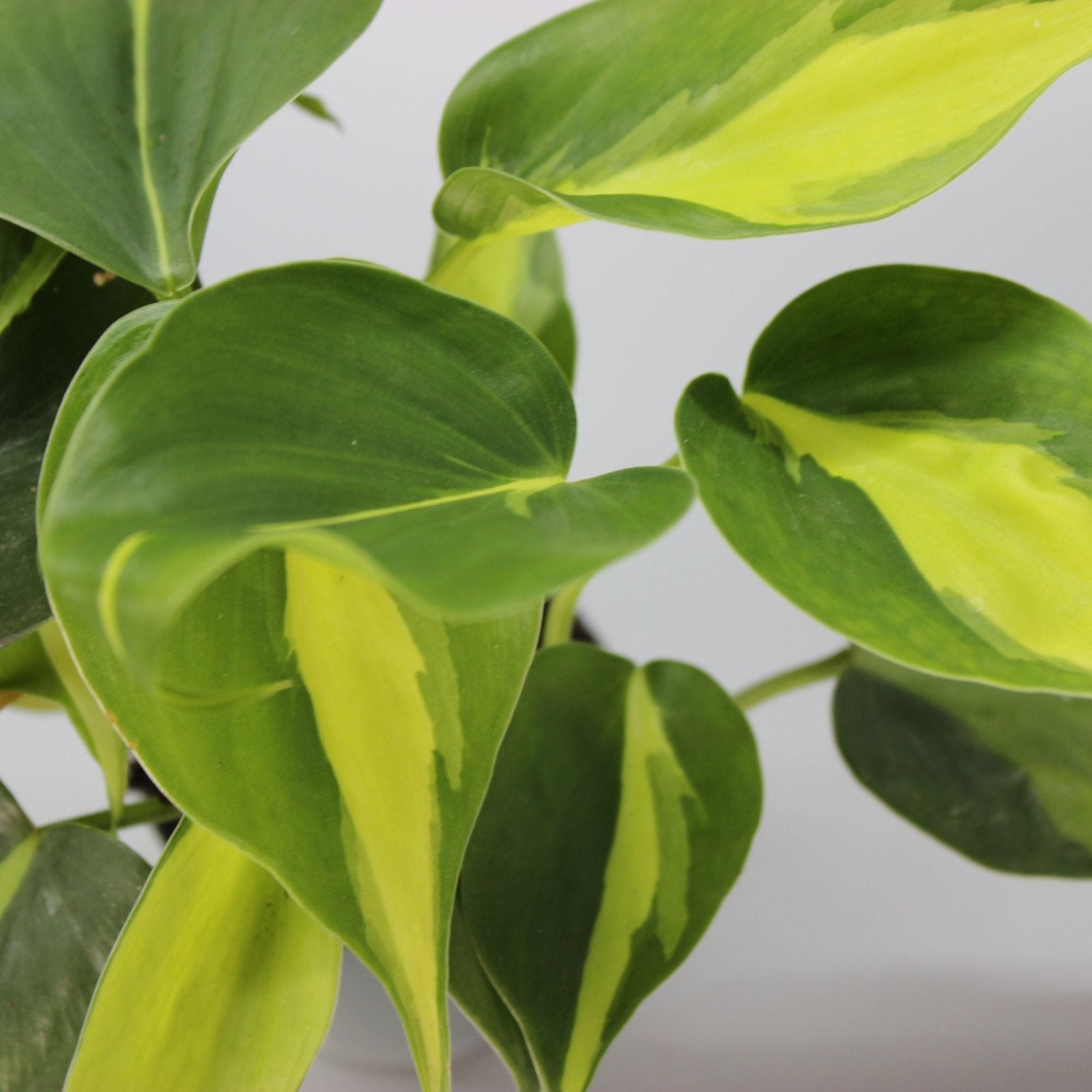 philodendron brasil rare Philodendron Scandens 'Brasil' – Odd Leaf