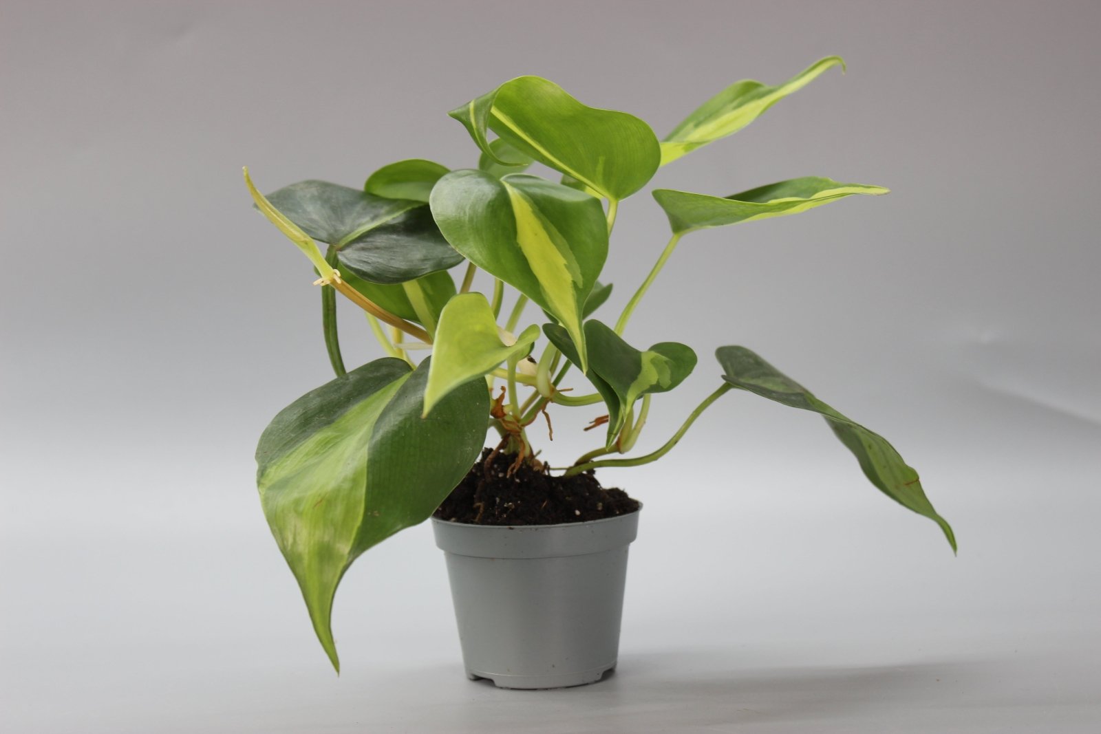Rare Houseplants - Philodendron Scandens Brasil - Odd Leaf