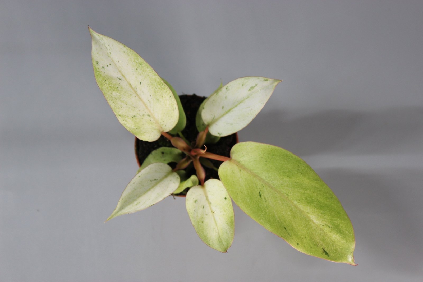 Rare Houseplants - Philodendron 'Snowdrift - Odd Leaf