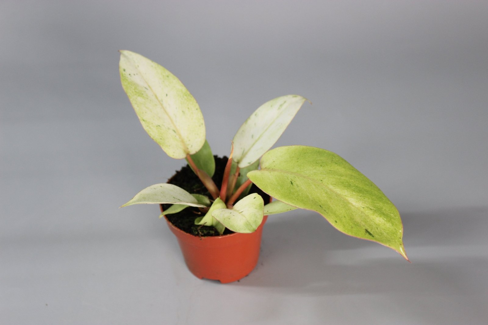 Rare Houseplants - Philodendron 'Snowdrift - Odd Leaf