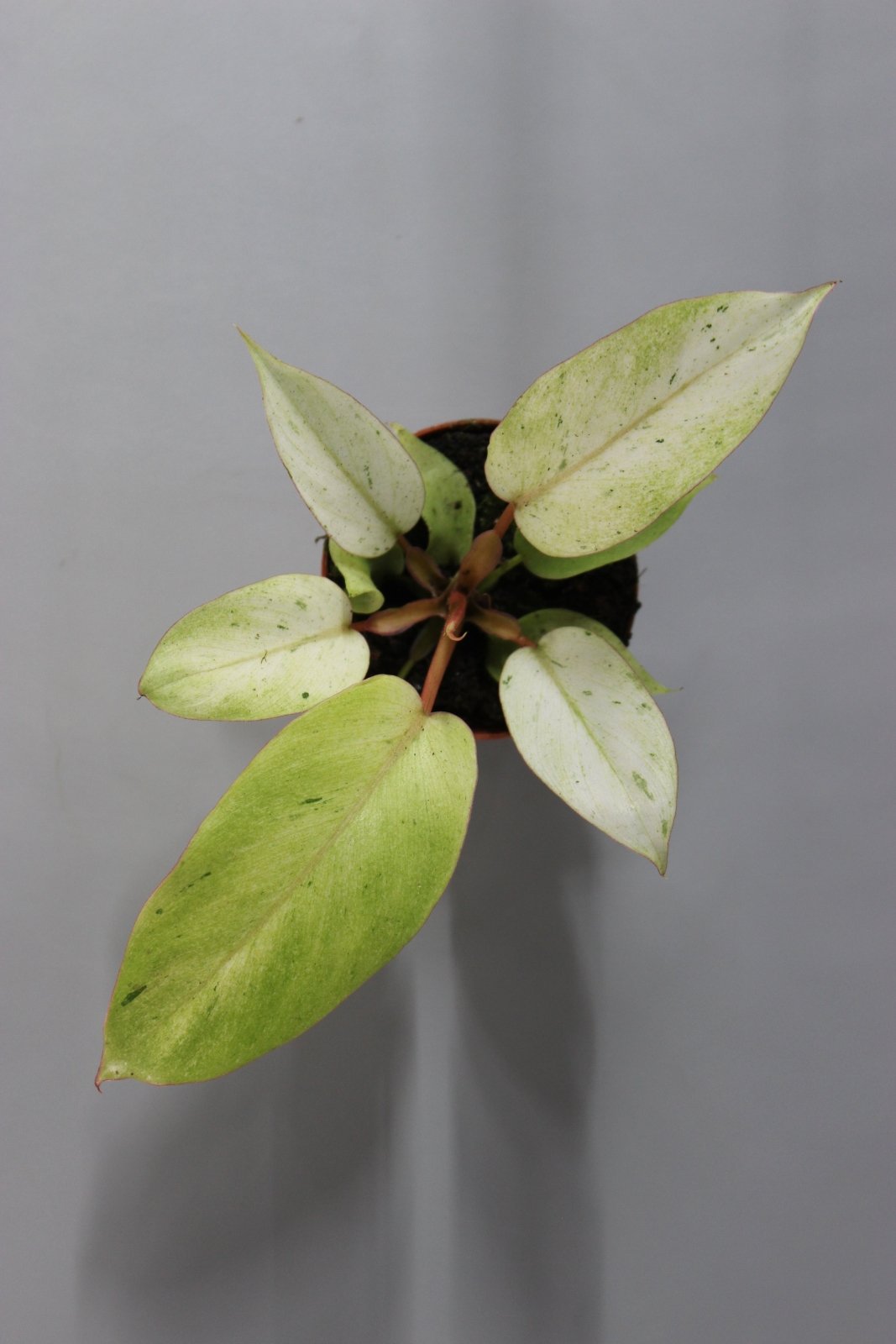 Rare Houseplants - Philodendron 'Snowdrift - Odd Leaf
