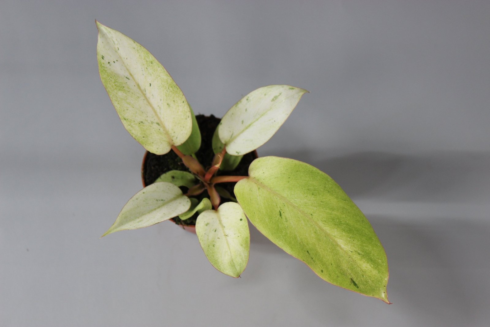 Rare Houseplants - Philodendron 'Snowdrift - Odd Leaf