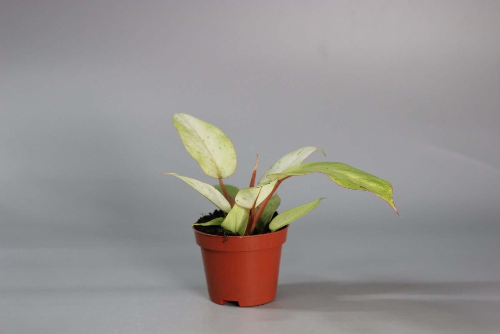 Rare Houseplants - Philodendron 'Snowdrift - Odd Leaf