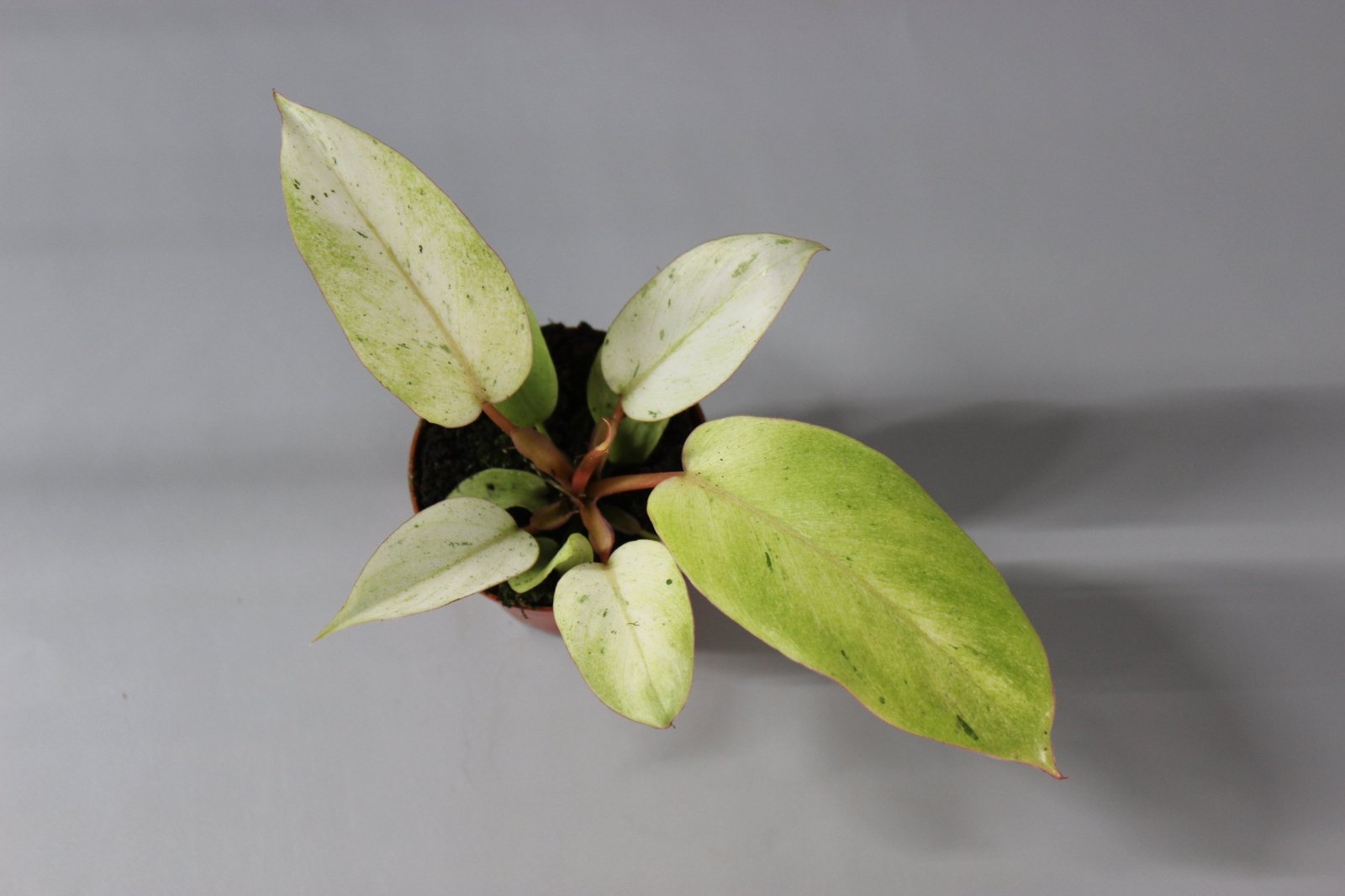 Rare Houseplants - Philodendron 'Snowdrift - Odd Leaf