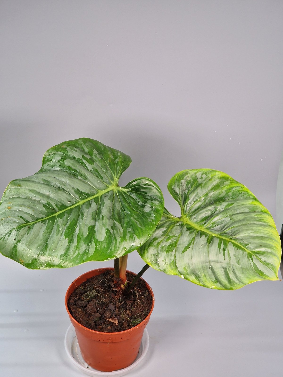 Rare Houseplants - Philodendron Sodiroi - A | Rare Houseplants - Odd Leaf