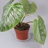 Rare Houseplants - Philodendron Sodiroi - B | Rare Houseplants - Odd Leaf
