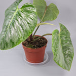 Rare Houseplants - Philodendron Sodiroi - B | Rare Houseplants - Odd Leaf