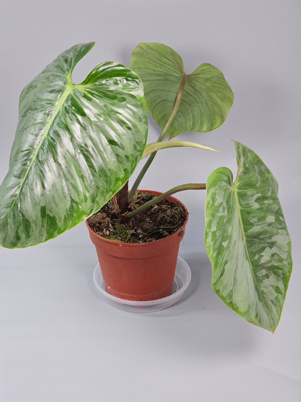 Rare Houseplants - Philodendron Sodiroi - B | Rare Houseplants - Odd Leaf