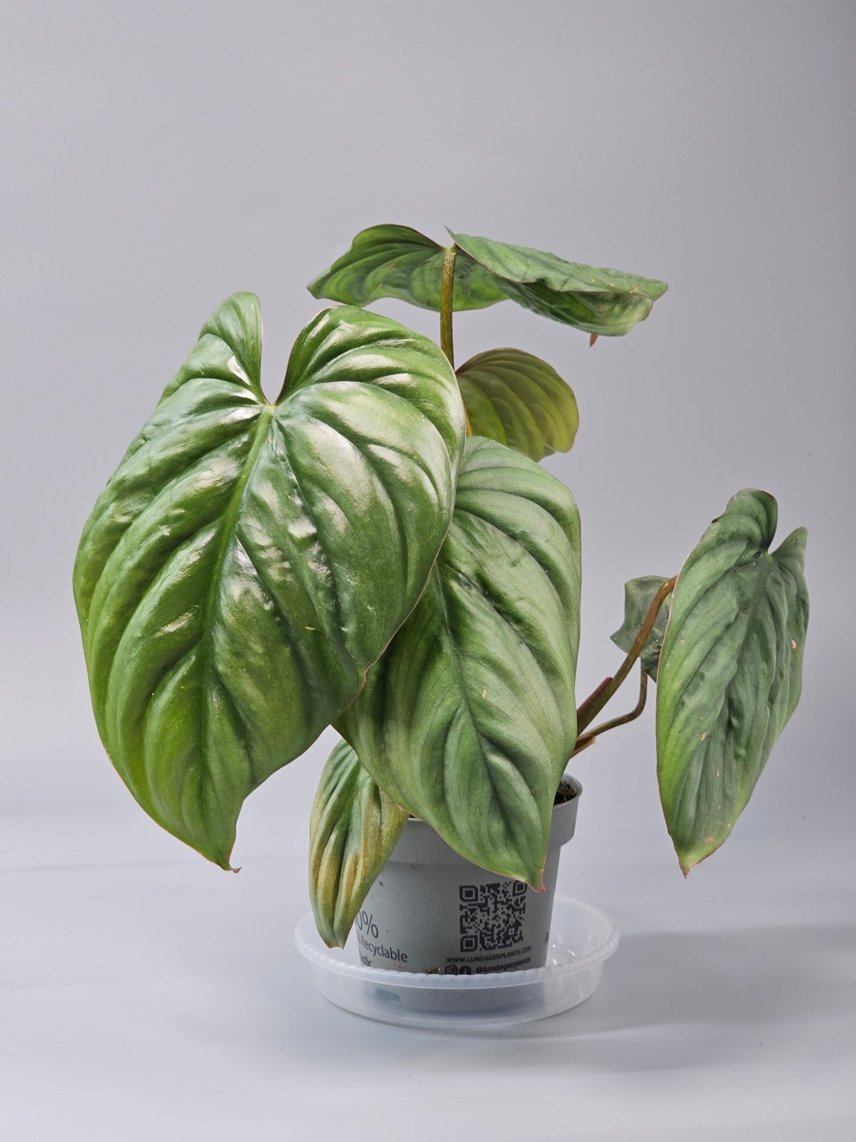 Rare Houseplants - Philodendron Sp Colombia - D | Rare Houseplants - Odd Leaf