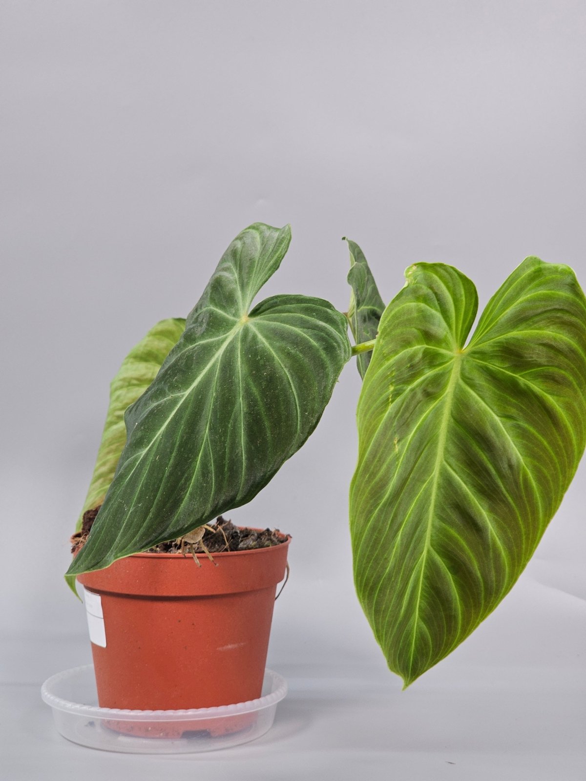 Rare Houseplants - Philodendron 'splendid' - C | Rare Houseplants - Odd Leaf