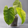 Rare Houseplants - Philodendron Tenue - A | Rare Houseplants - Odd Leaf