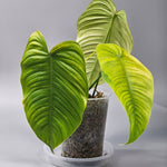 Rare Houseplants - Philodendron Tenue - A | Rare Houseplants - Odd Leaf