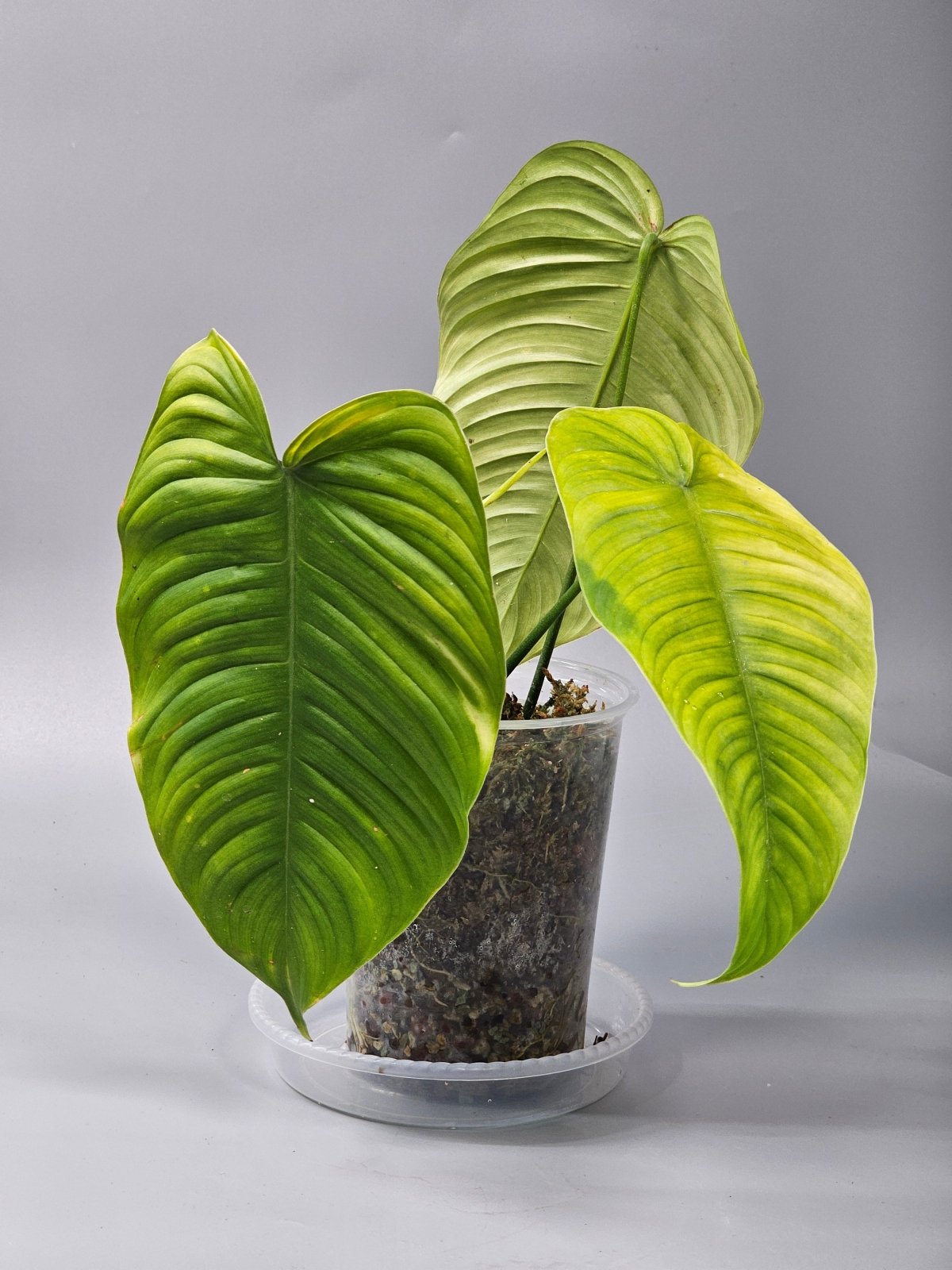 Rare Houseplants - Philodendron Tenue - A | Rare Houseplants - Odd Leaf