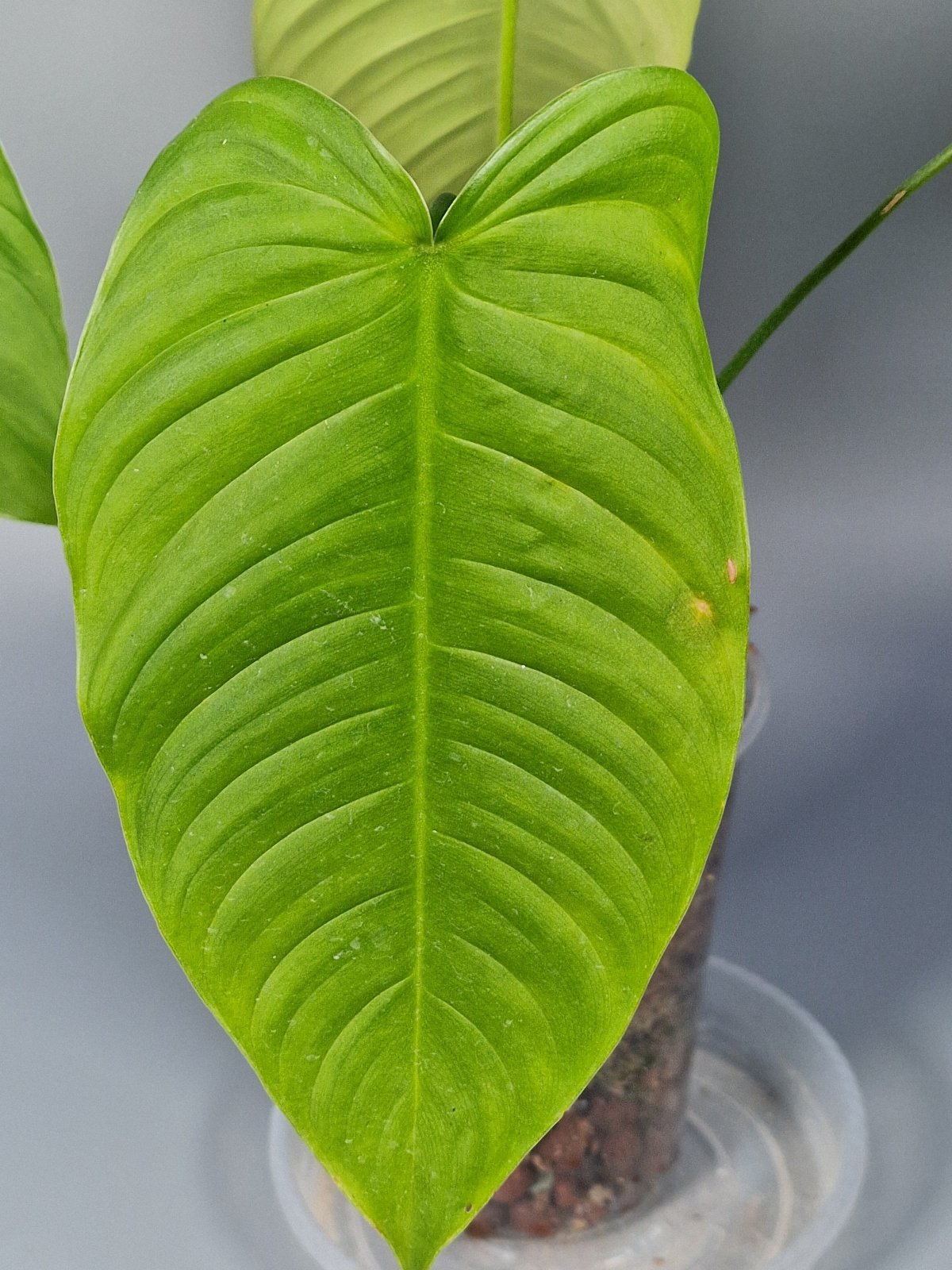 Rare Houseplants - Philodendron Tenue - Odd Leaf