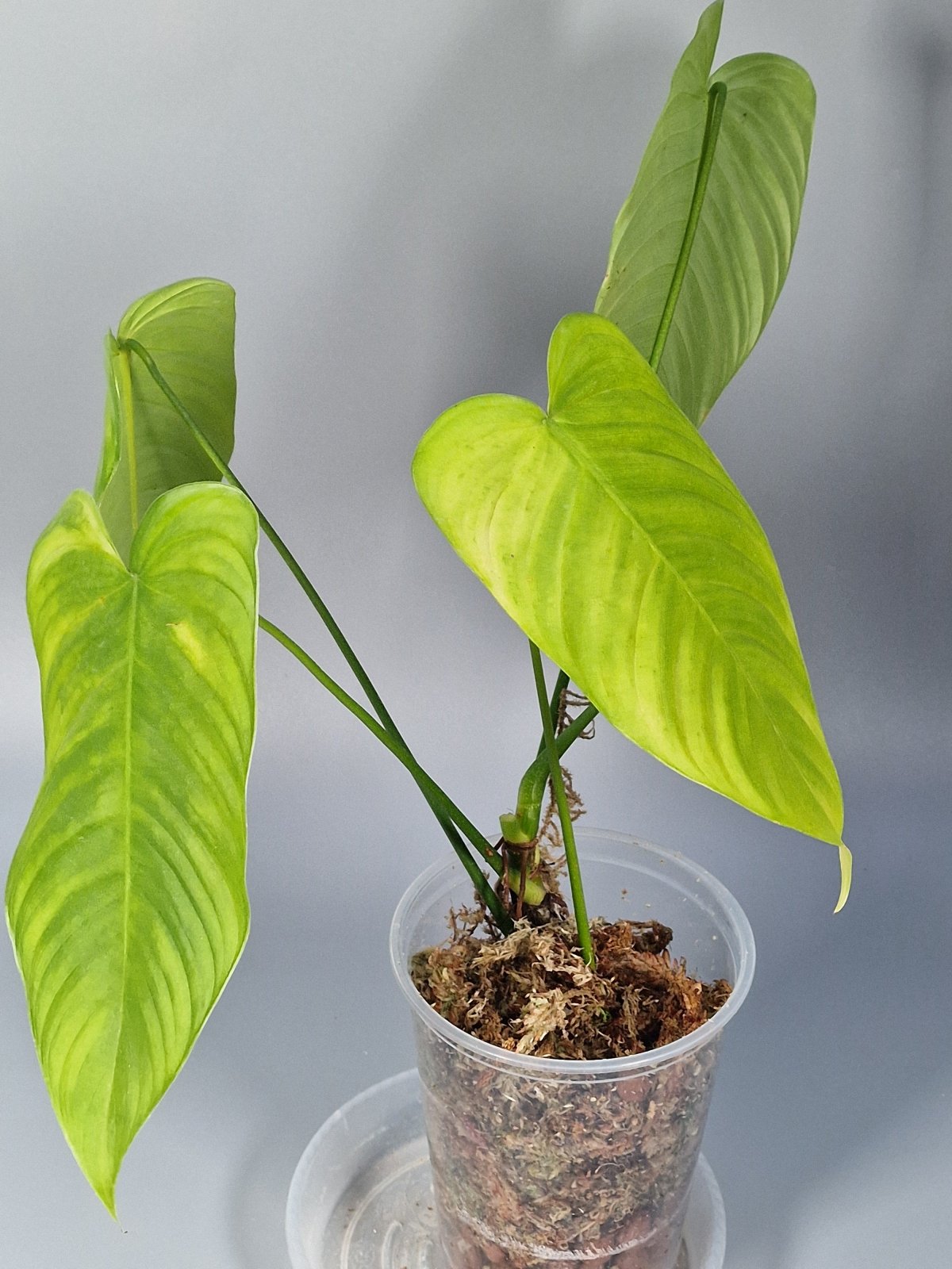 Rare Houseplants - Philodendron Tenue - Odd Leaf