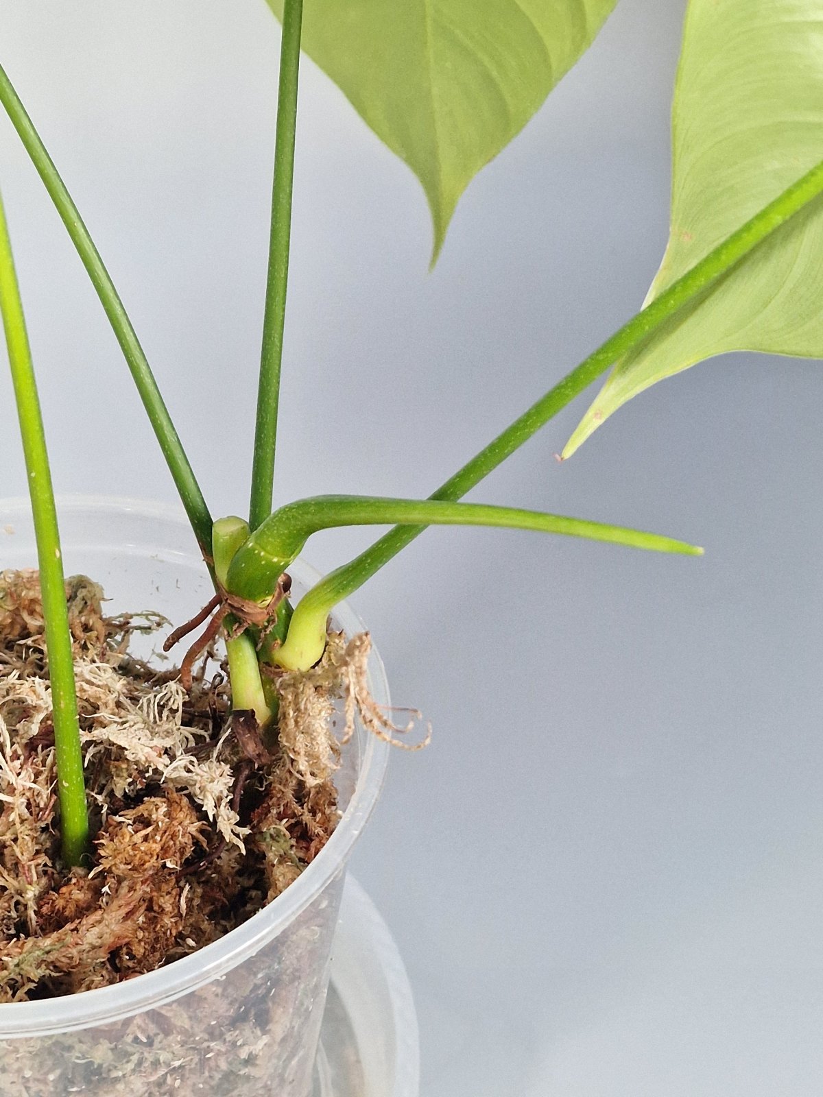 Rare Houseplants - Philodendron Tenue - Odd Leaf