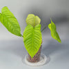 Rare Houseplants - Philodendron Tenue - Odd Leaf