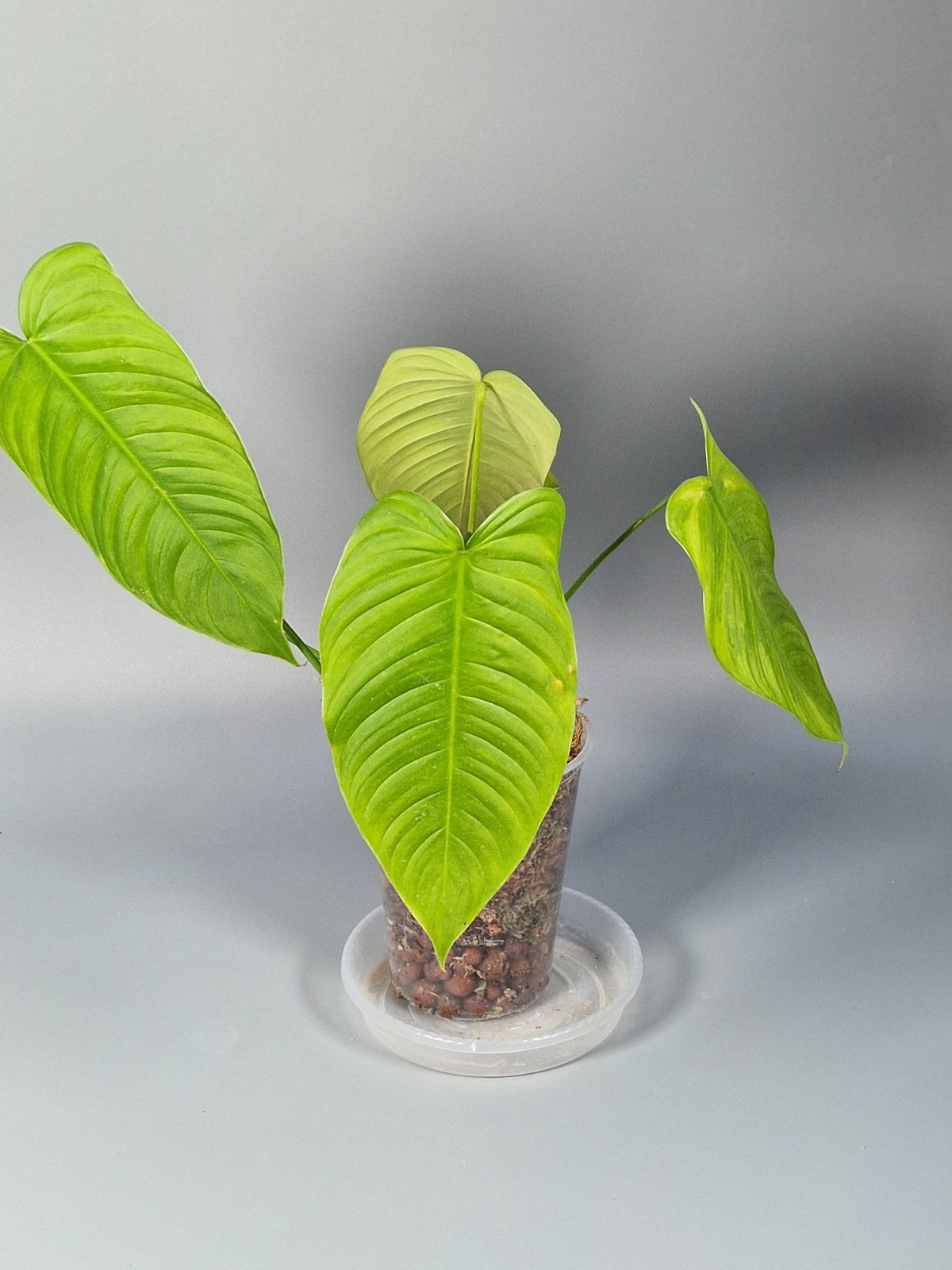 Rare Houseplants - Philodendron Tenue - Odd Leaf