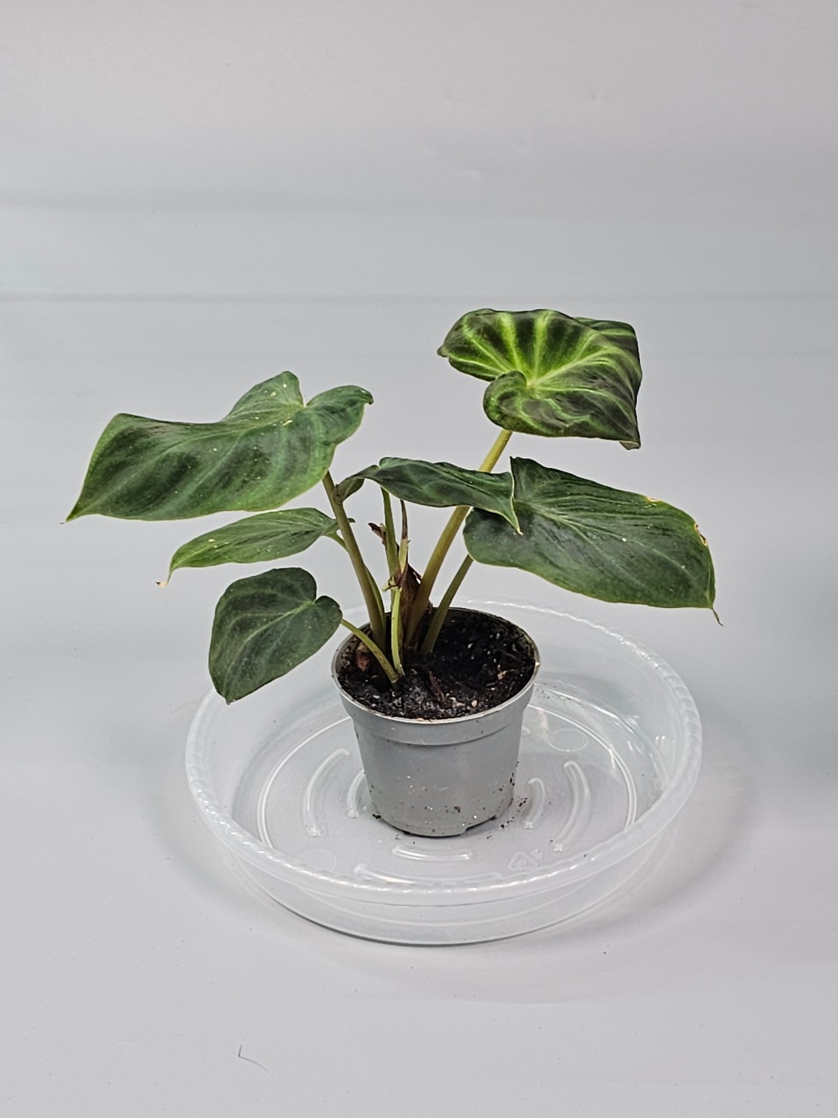Rare Houseplants - Philodendron Verrucosum - C | Rare Houseplants - Odd Leaf