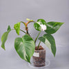Rare Houseplants - Philodendron White Princess - A | Rare Houseplants - Odd Leaf