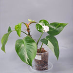 Rare Houseplants - Philodendron White Princess - A | Rare Houseplants - Odd Leaf