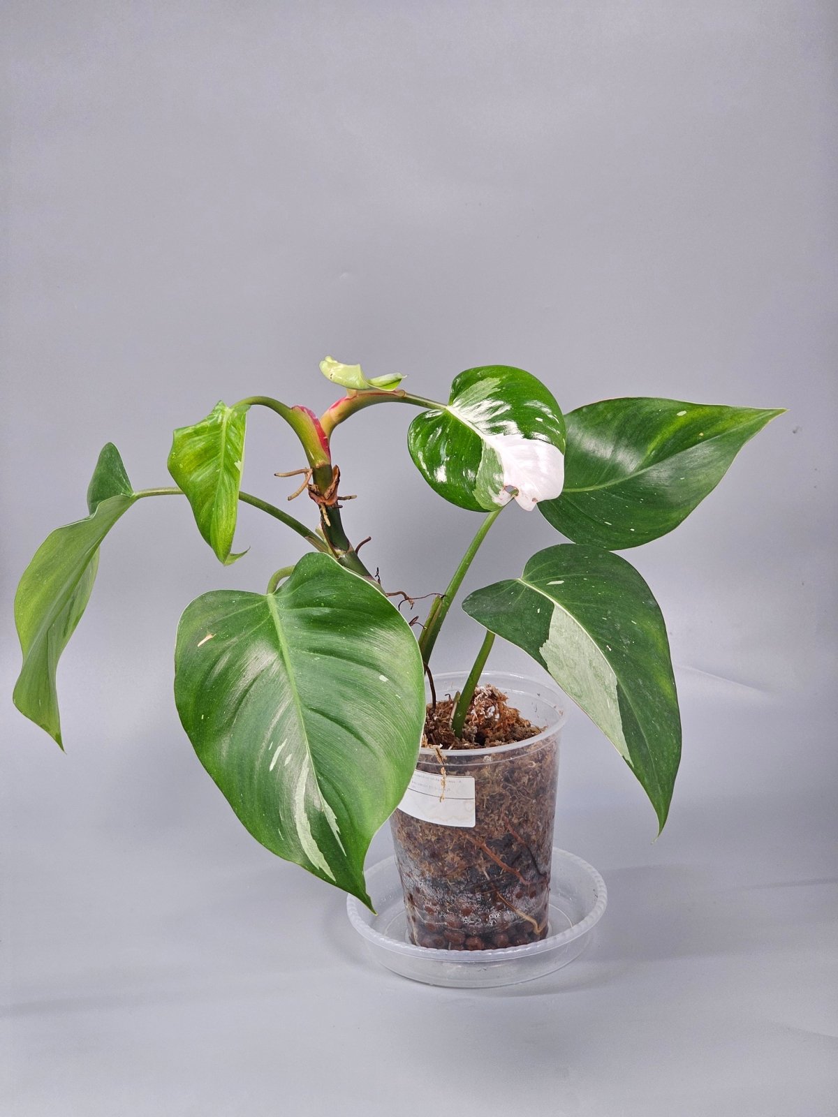 Rare Houseplants - Philodendron White Princess - A | Rare Houseplants - Odd Leaf