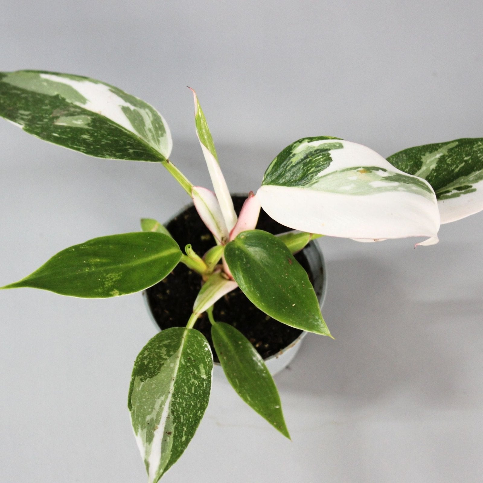 Rare Houseplants - Philodendron White Princess - Odd Leaf