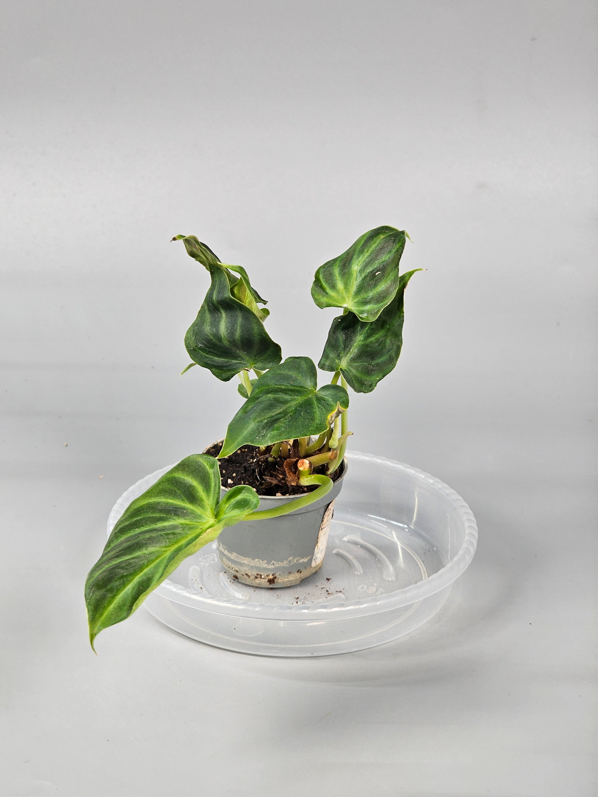 Philodendron Verrucosum 6cm- A | Rare Houseplants