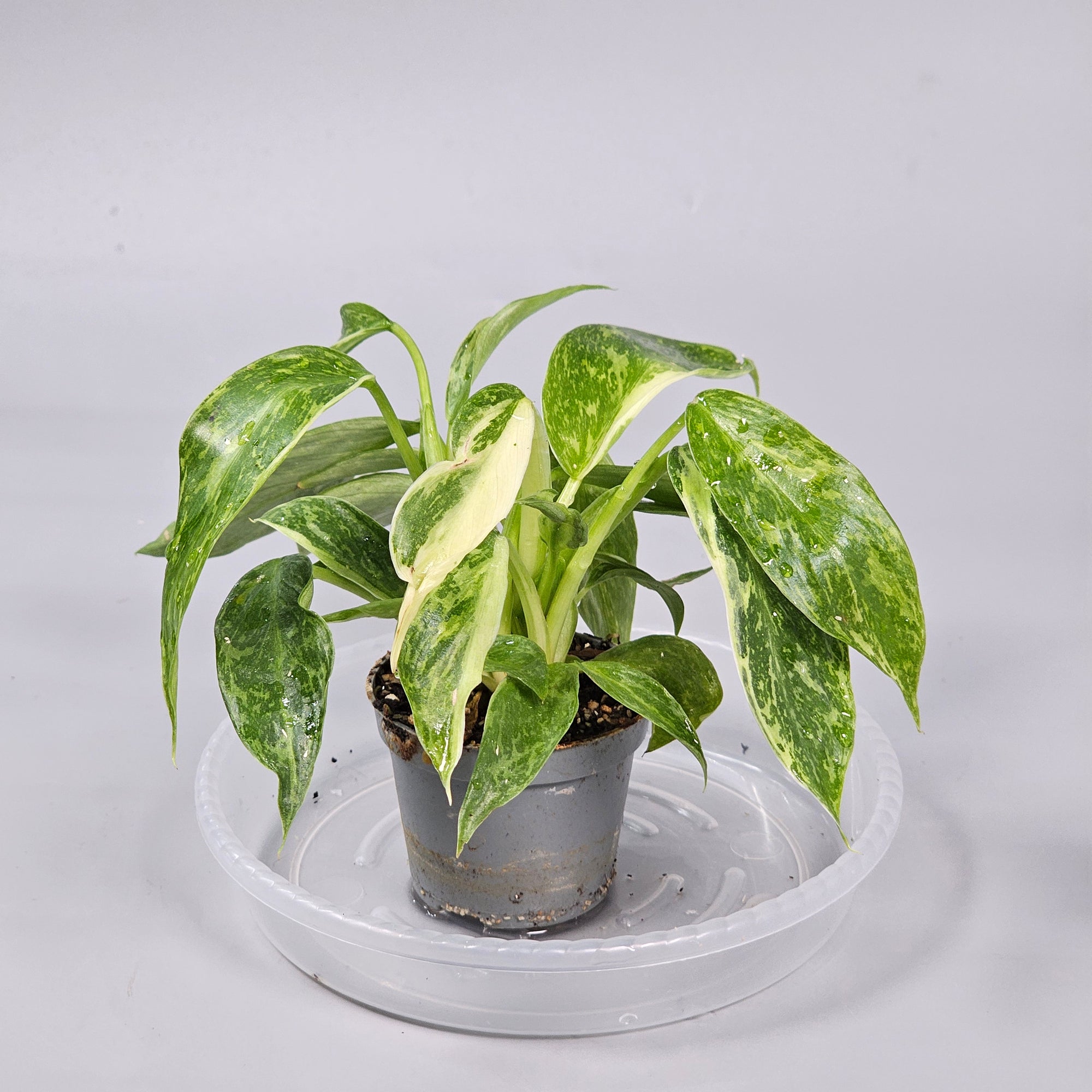 Philodendron 'Jose Buono' L