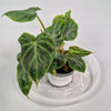 Philodendron Verrucosum 6cm- A | Rare Houseplants