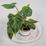 Philodendron Verrucosum 6cm- A | Rare Houseplants