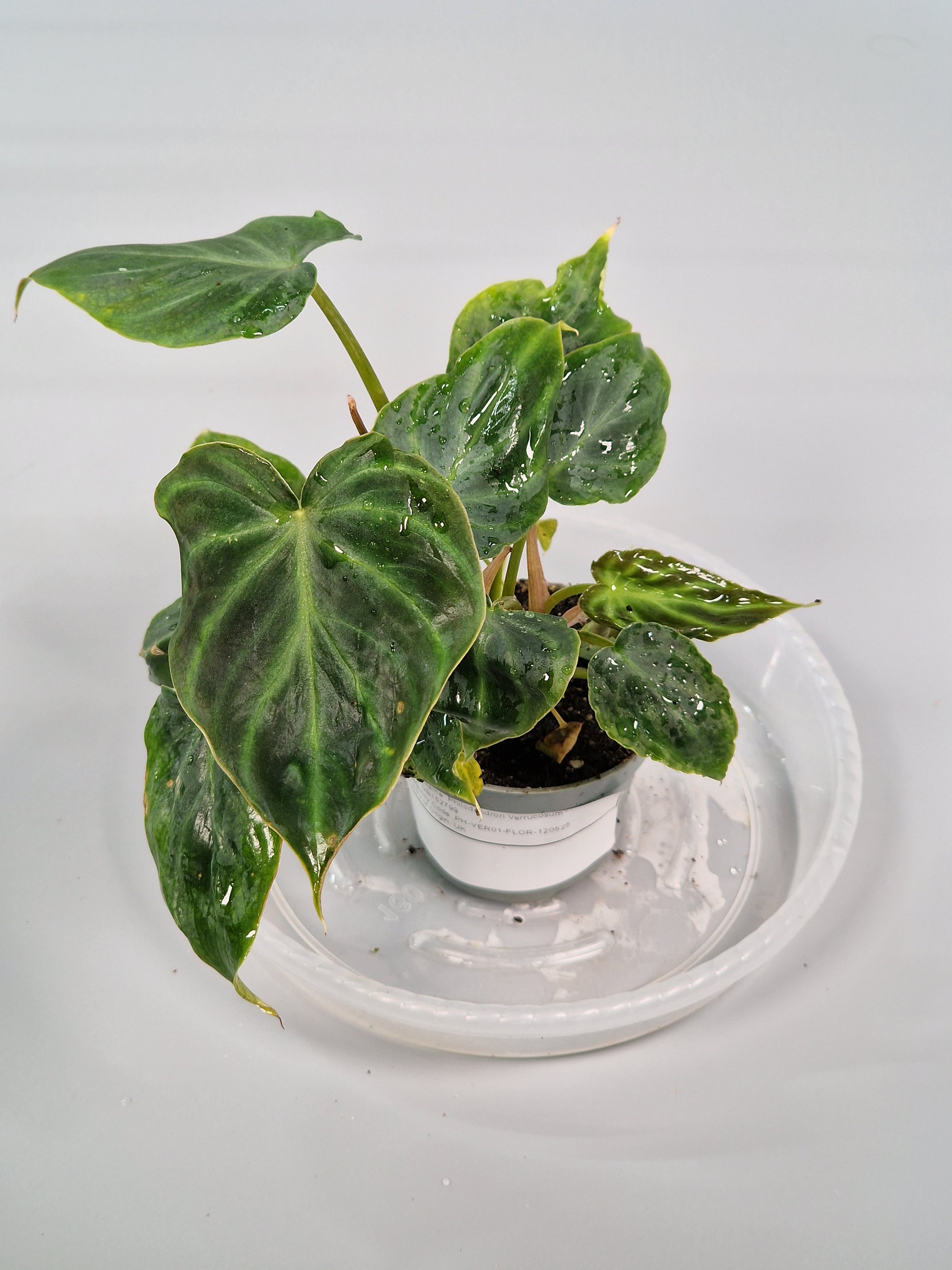 Philodendron Verrucosum 6cm- A | Rare Houseplants