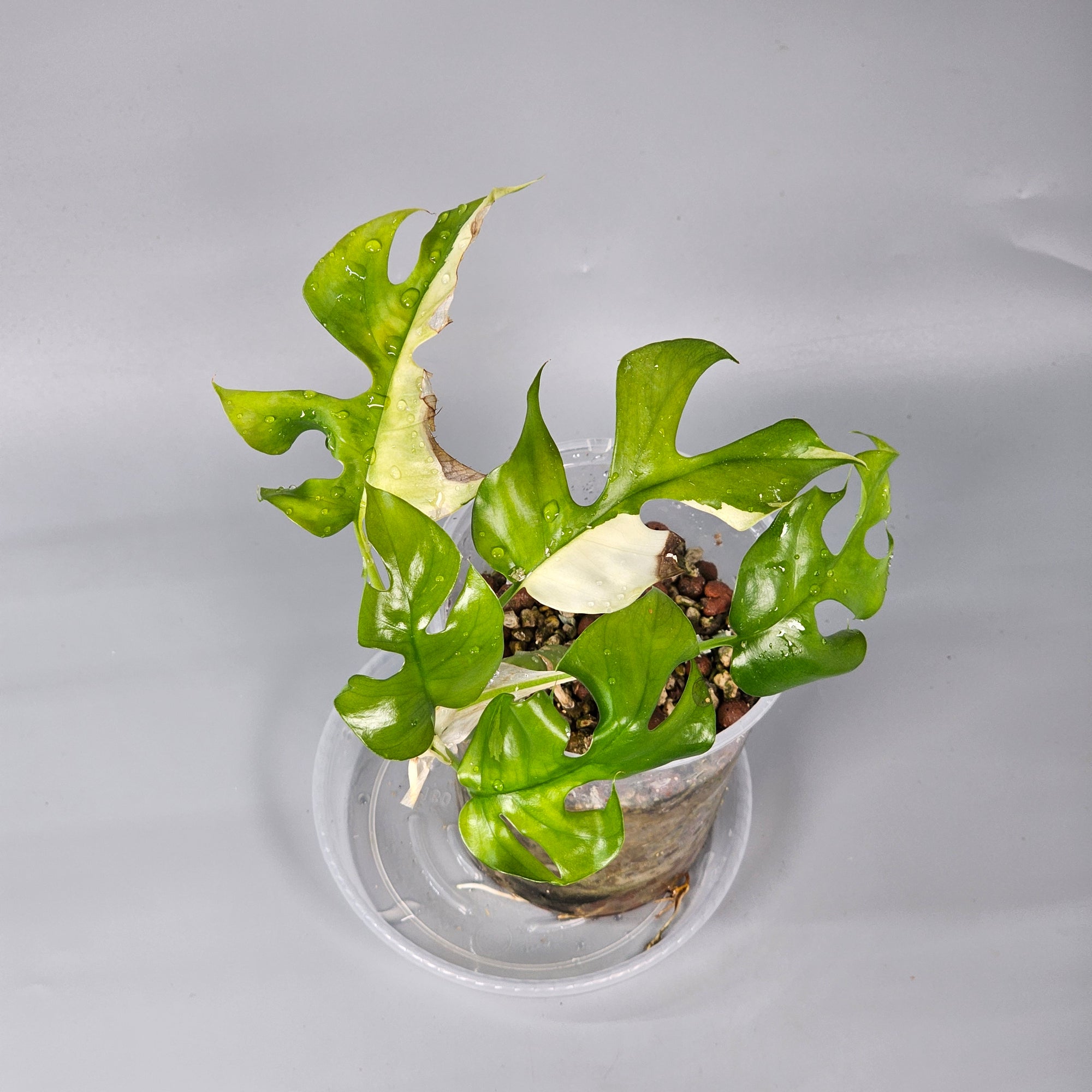 Rhapidaphora Tetrasperma variegated