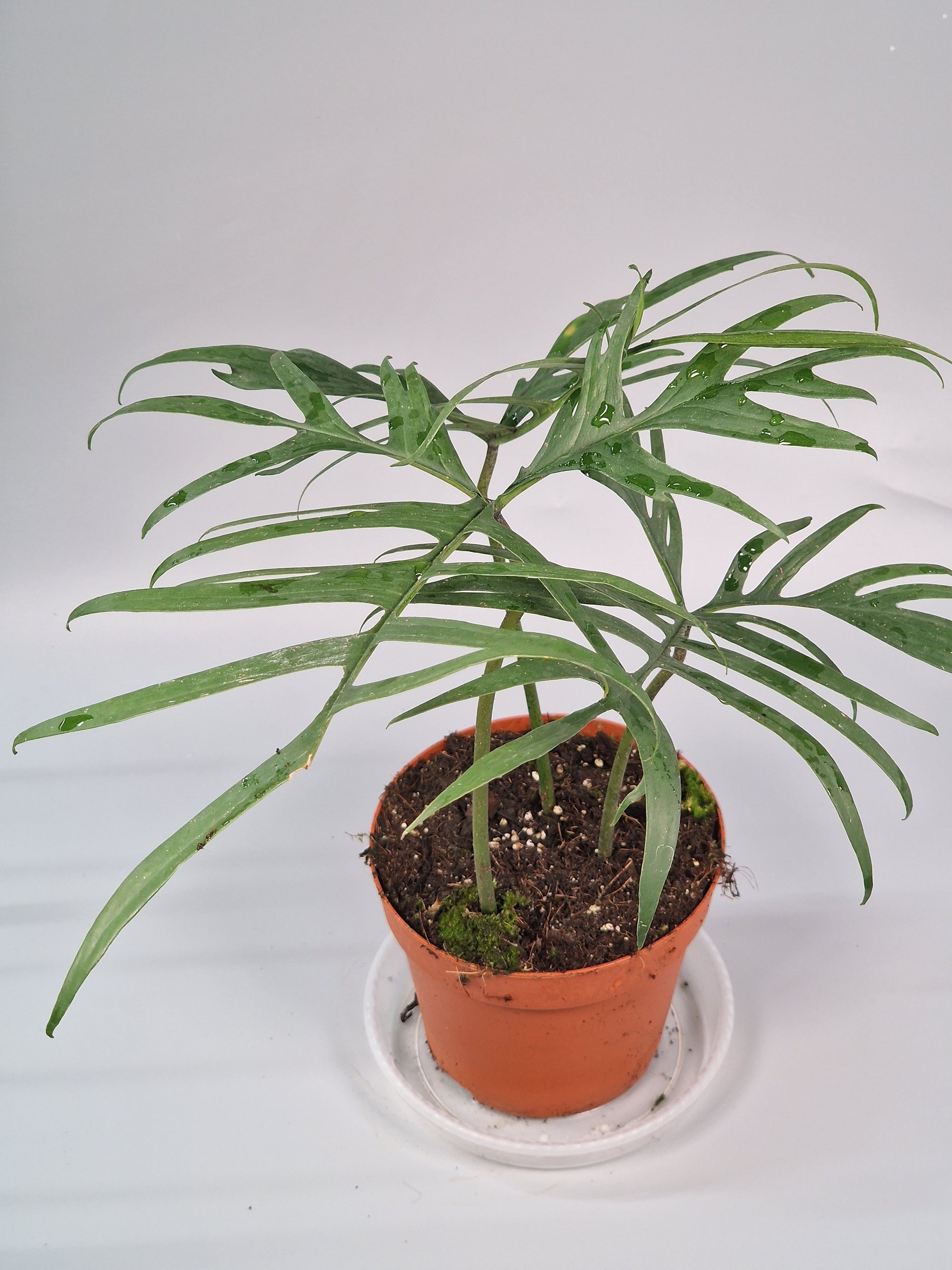 Philodendron Polypodioides - A | Rare Houseplants