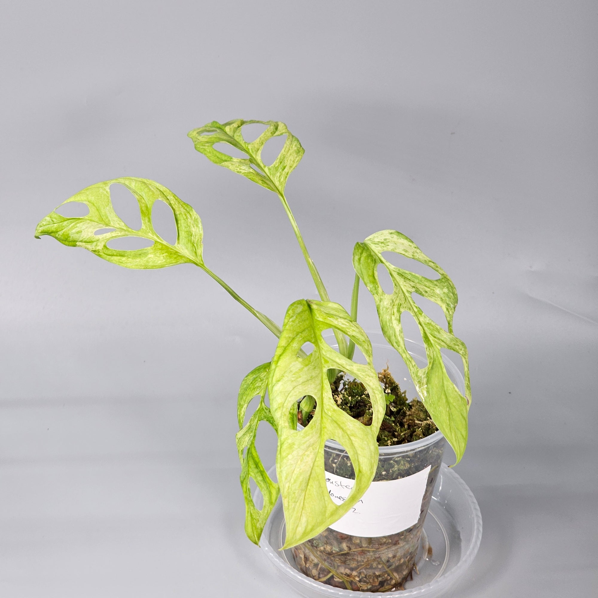 Monstera Indonesian Mint 2