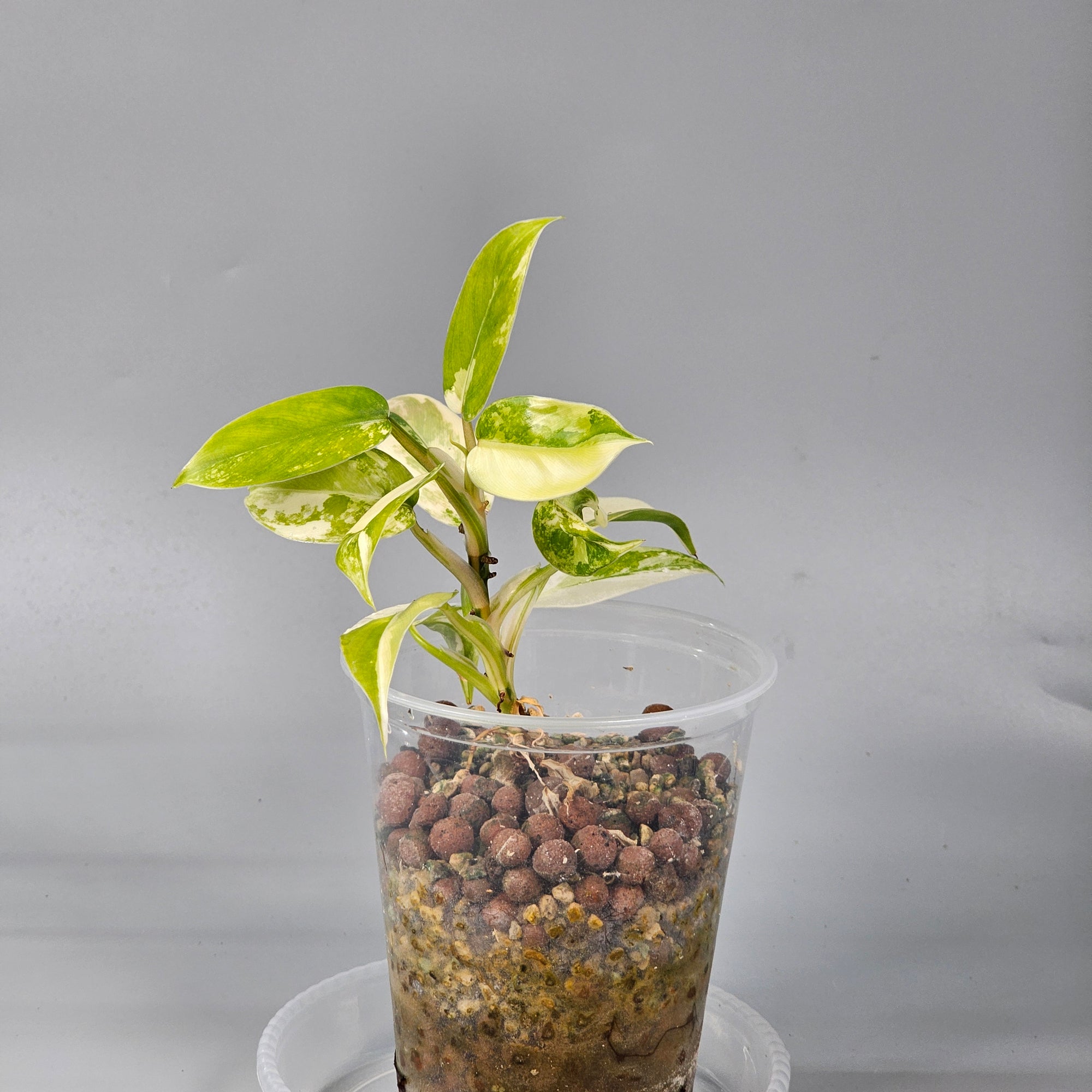 Philodendron Domesticum high variegation 1