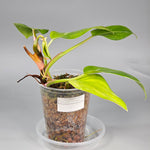 Philodendron White Princess - B | Rare Houseplants