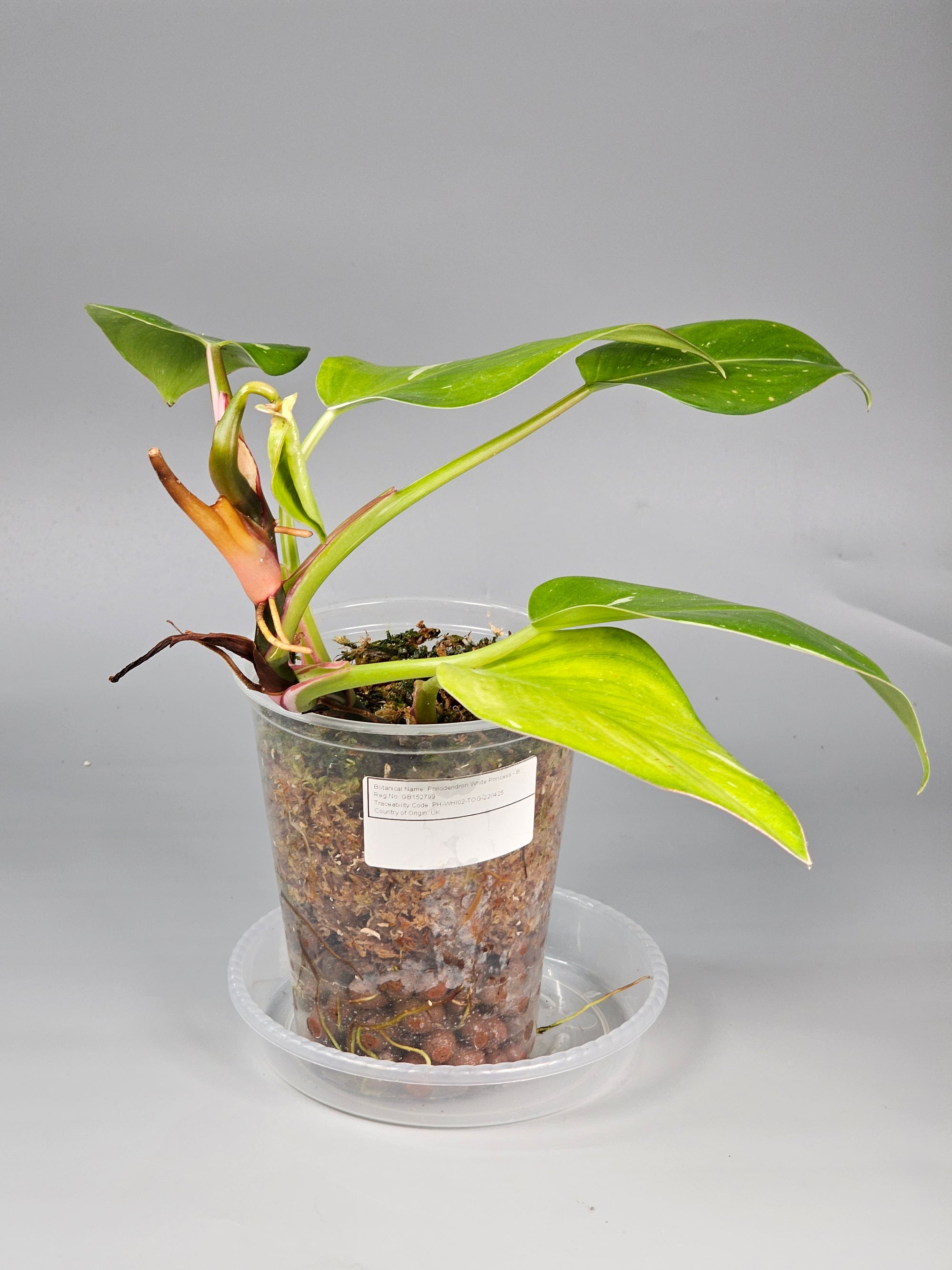 Philodendron White Princess - B | Rare Houseplants