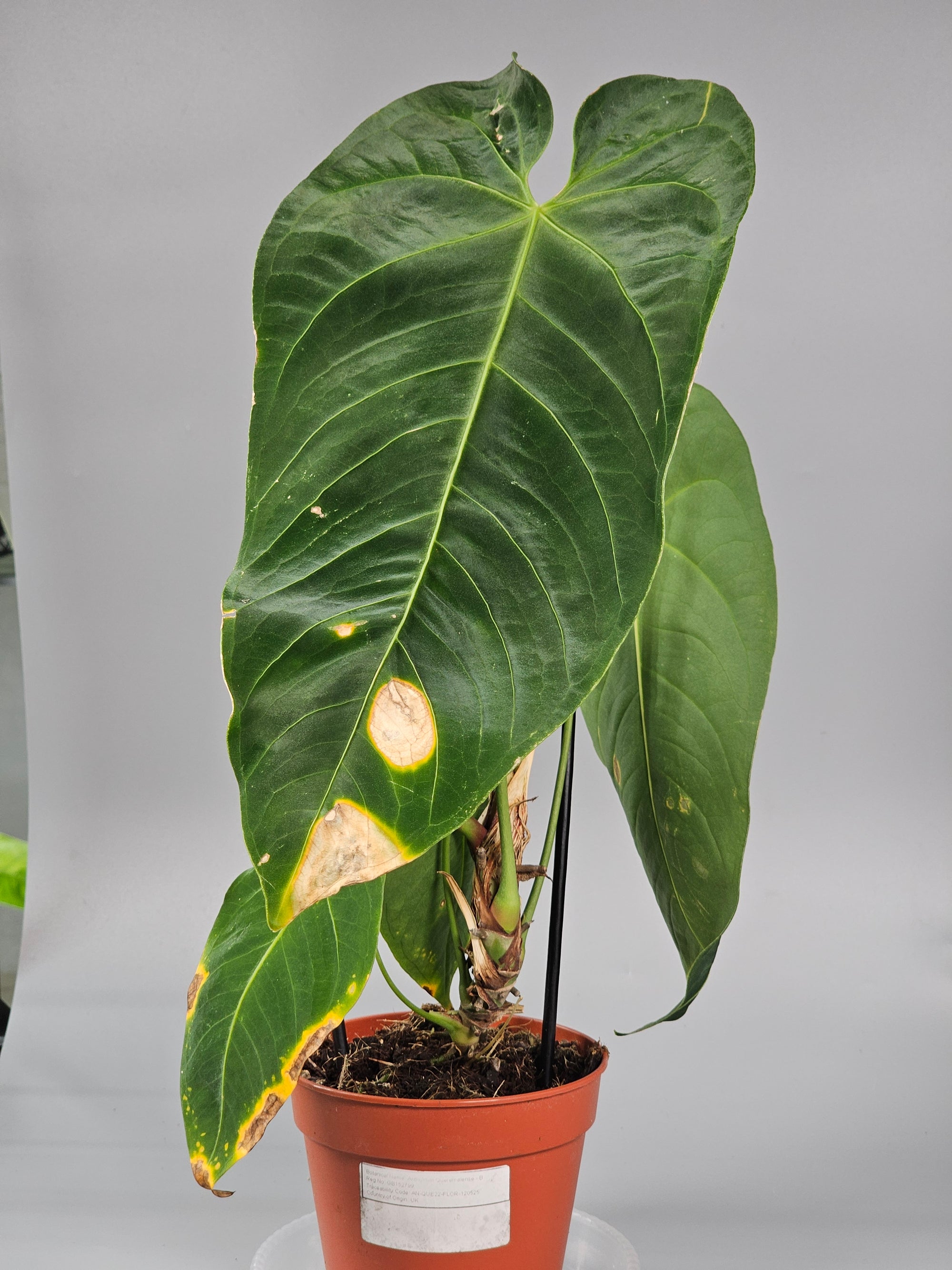 Anthurium Queremalense - B | Rare Houseplants