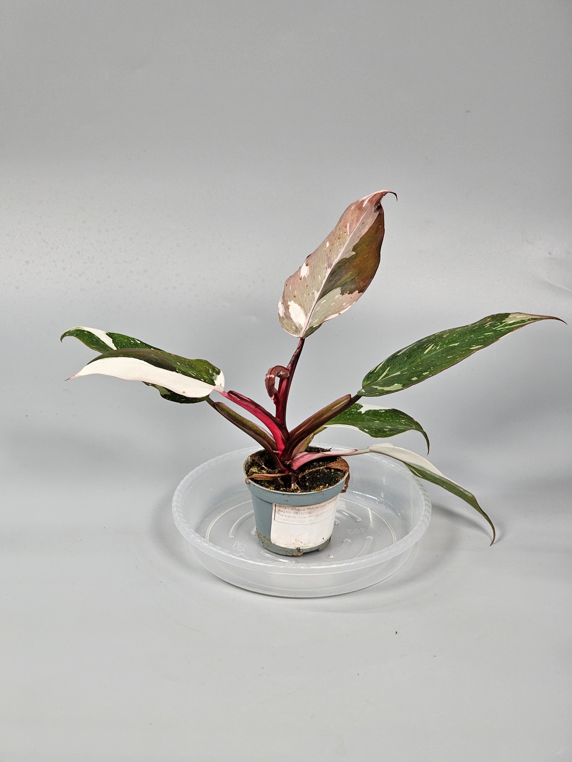 Philodendron 'red Anderson' - E | Rare Houseplants