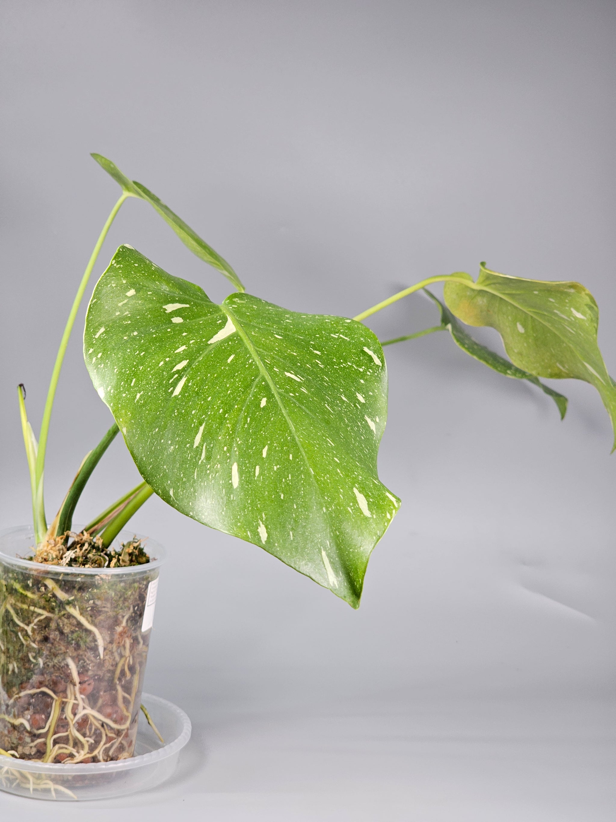 Monstera Deliciosa Var Thai Constellation - C | Rare Houseplants