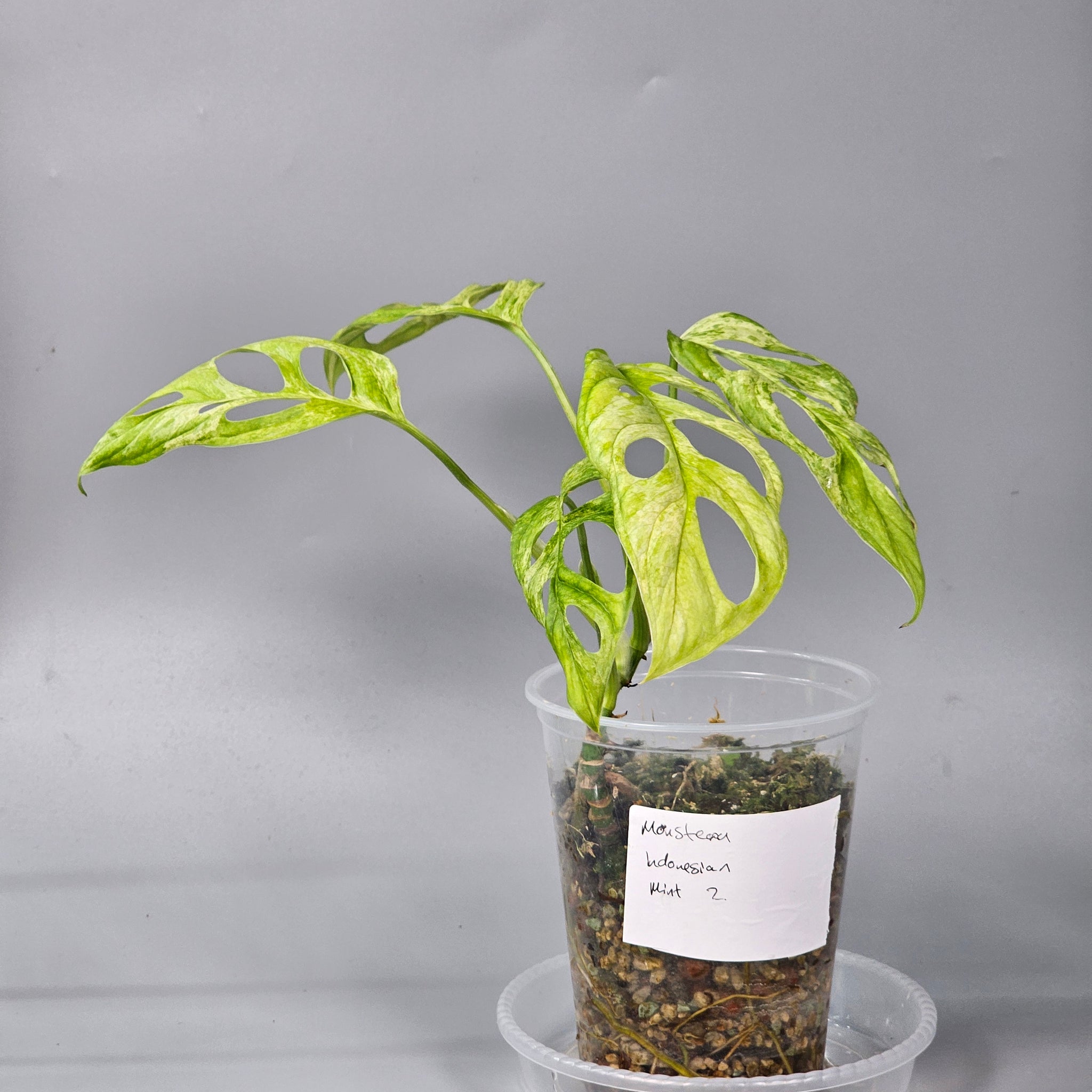 Monstera Indonesian Mint 2